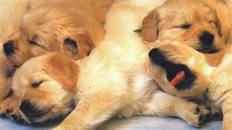 Cute Brown Puppies Are Sleeping On Floor HD Animals Wallpapers | HD Wallpapers | ID #39951