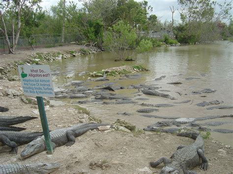 Gator Farm - Florida - Travel Wallpaper (581401) - Fanpop