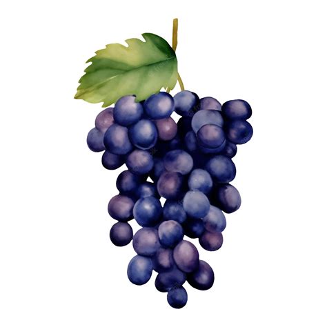 Premium Vector | Purple grapes with leaves isolated hand drawn painting ...