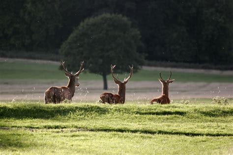 Richmond Park: Guide pour Visiter ce Parc de Londres