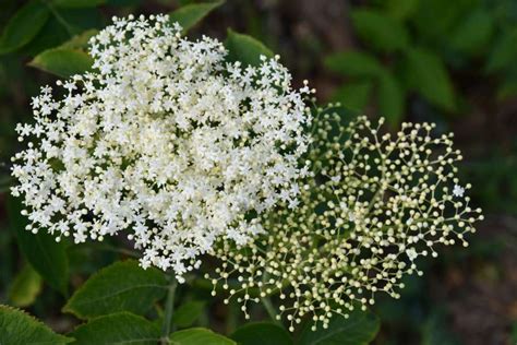 Elderberry: blossoming, species & propagation - Plantura