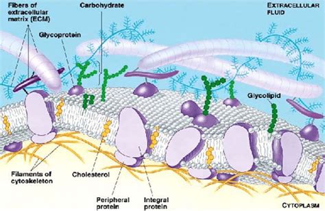 Function Of Extracellular Matrix