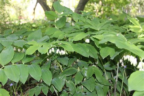 Polygonatum multiflorum | QJURE.com