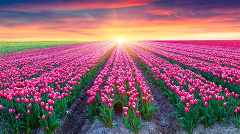 30+ Hình ảnh cánh đồng hoa tuyệt đẹp nhất thế giới Full HD - DYB