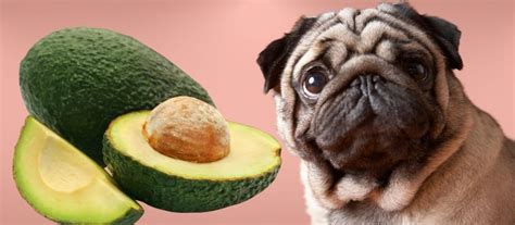 Can Dogs Eat Avocado? The Risks And Dangers