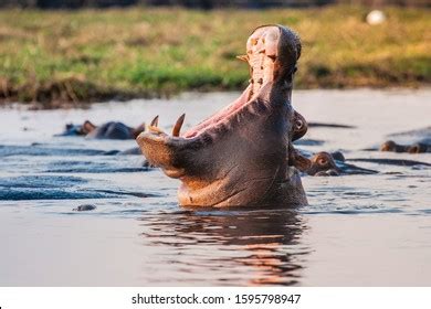 Hippo roar : 471 images, photos et images vectorielles de stock | Shutterstock