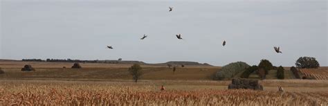 South Dakota Pheasant Hunting - Antler Ridge Lodge