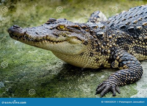 Crocodile in the zoo stock image. Image of animal, skin - 100433531