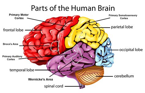 Part: Part Of Brain That Controls Memory