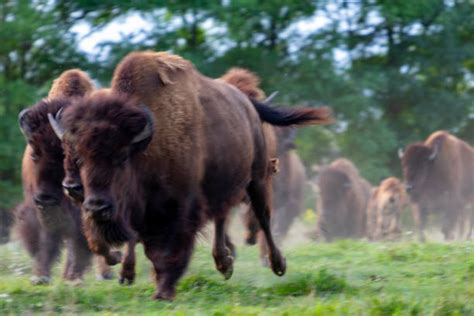 Bison Running Stock Photos, Pictures & Royalty-Free Images - iStock