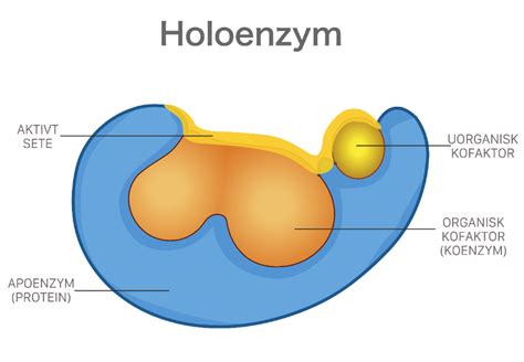 apoenzym – Store norske leksikon