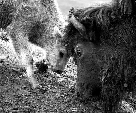 Your Stunning Photography - Yellowstone Forever