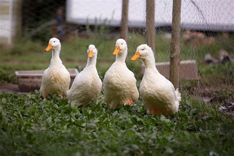 HOME - Tintagel Duck Farm