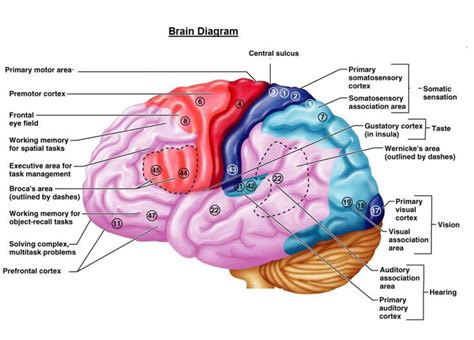 brain diagram