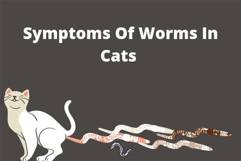 17 Most Common Symptoms Of Worms In Cats You Should Know