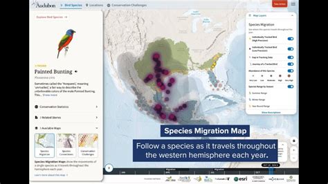 National Audubon Society Bird Migration Explorer - YouTube