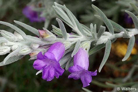 Eremophila nivea - Alchetron, The Free Social Encyclopedia