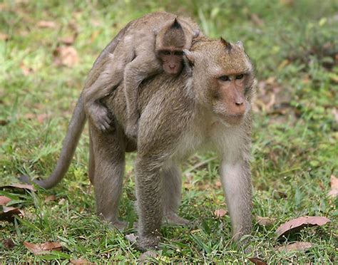 Cambodian Wildlife