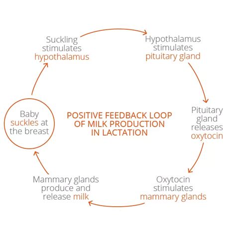 Breastfeeding: The anatomy and physiology behind milk production