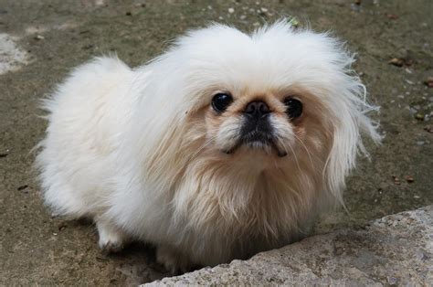 Pekingese Dog Breed » Information, Pictures, & More