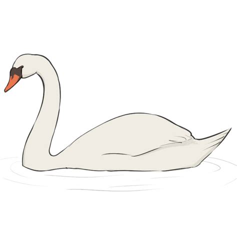 Swan Drawing Step By Step