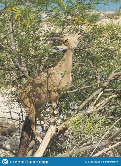 Arabian Ibex Grazing in a Tree Near Ein Gedi in Israel Stock Image - Image of israel, habitat ...