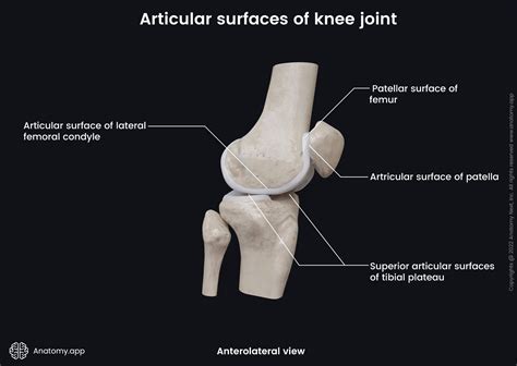 Guide To Knee Joint Anatomy Sports-health | atelier-yuwa.ciao.jp