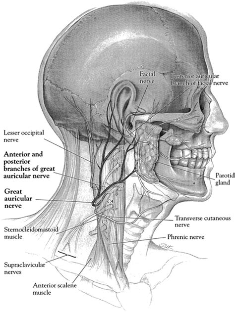 Greater Auricular Nerve Innervation