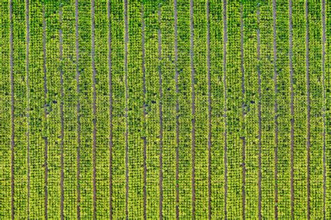 Aerial View of Crop Field · Free Stock Photo