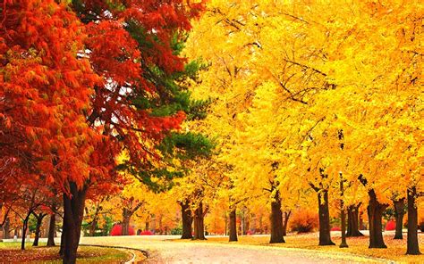 Download Fall Tree Earth Photography Park HD Wallpaper