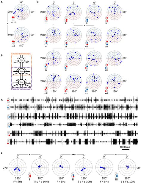 Frontiers | From Motor-Output to Connectivity: An In-Depth Study of in-vitro Rhythmic Patterns ...