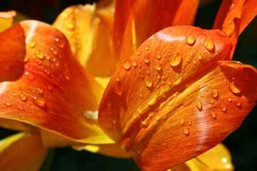 What is macro nature photography? | MapQuest Travel