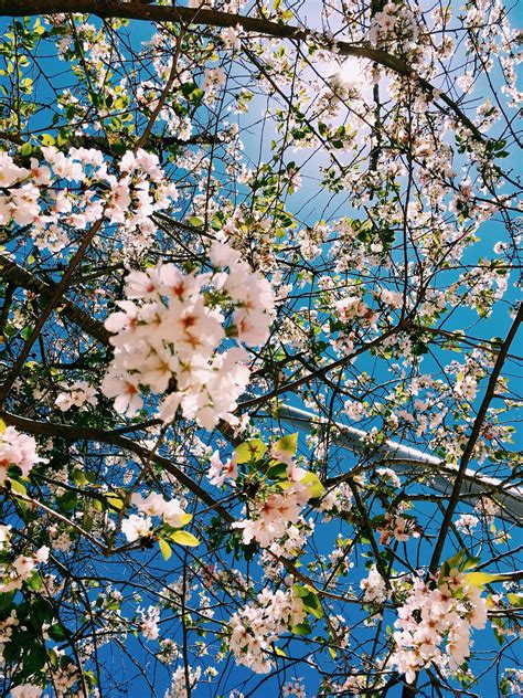 25 Best spring desktop wallpaper aesthetic You Can Get It Free Of Charge - Aesthetic Arena