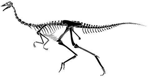 A skeleton of a Gallimimus. | Динозавры, Скелет, Рисунок