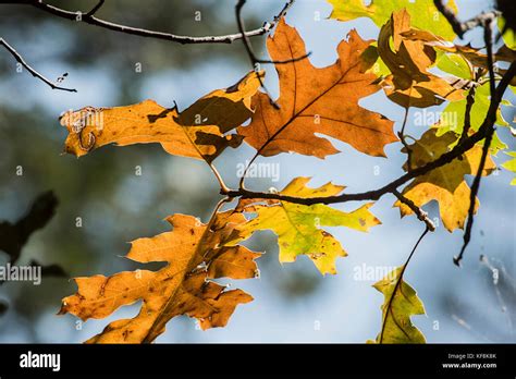 Black Oak tree changing its leaves color during the Fall season at the ...