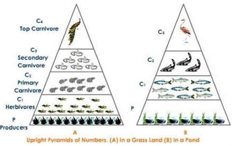 Ecological Pyramids: Pyramid of Numbers, Biomass & Energy | PMF IAS