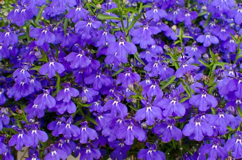 Growing Lobelia: Tips For Care Of Lobelia