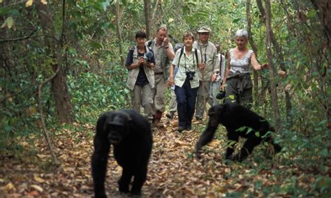 Chimpanzee Trekking - Kibale National Park | Uganda Safaris