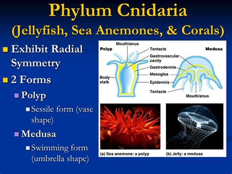 PPT - Animal Phyla: Porifera & Cnidaria PowerPoint Presentation - ID:4388166