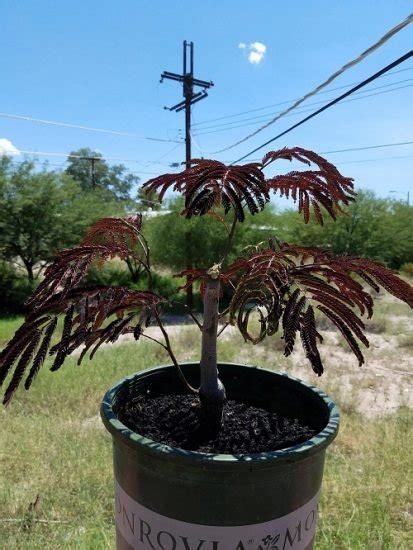 17 Best Mimosa Tree Bonsai Pictures | Balcony Garden Web