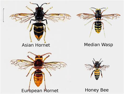 Asian hornets – keep vigilant! - SOMERSET BEEKEEPERS ASSOCIATION