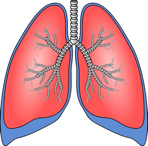 Cold clipart respiratory infection, Picture #754686 cold clipart respiratory infection