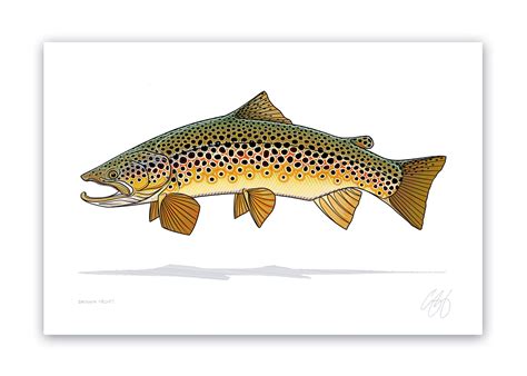 Brown Trout Print– Casey Underwood Artwork & Design