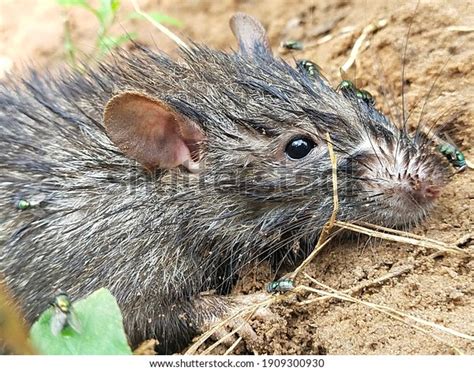 Lesser Bandicoot Rat Indian Molerat Giant Stock Photo 1909300930 ...