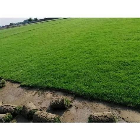 Natural Carpet Lawn Grass, For Garden at Rs 13/feet in Hojai | ID ...