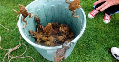 Cane toad invasion a growing ecological disaster | Western Advocate | Bathurst, NSW