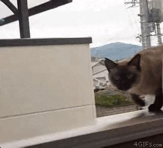 Cat GIF - Find & Share on GIPHY