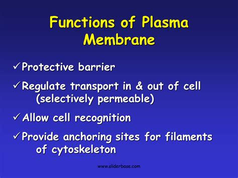 Plasma Membrane-Gateway to the Cell - Presentation Biology