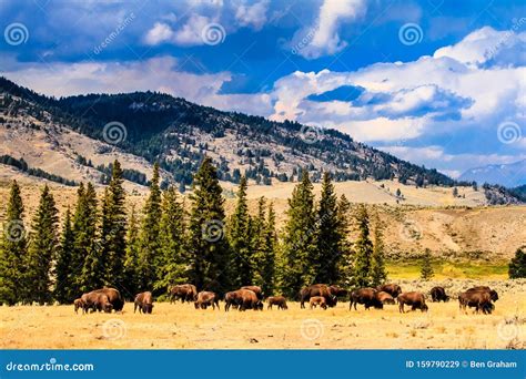 Group of Buffalo Under Big Sky Stock Image - Image of wyoming, animal: 159790229