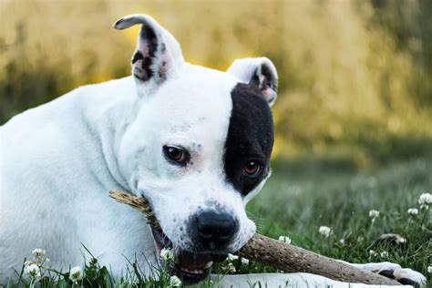 American Staffordshire Terrier Size Guide: How Big Does a Staffie Get?